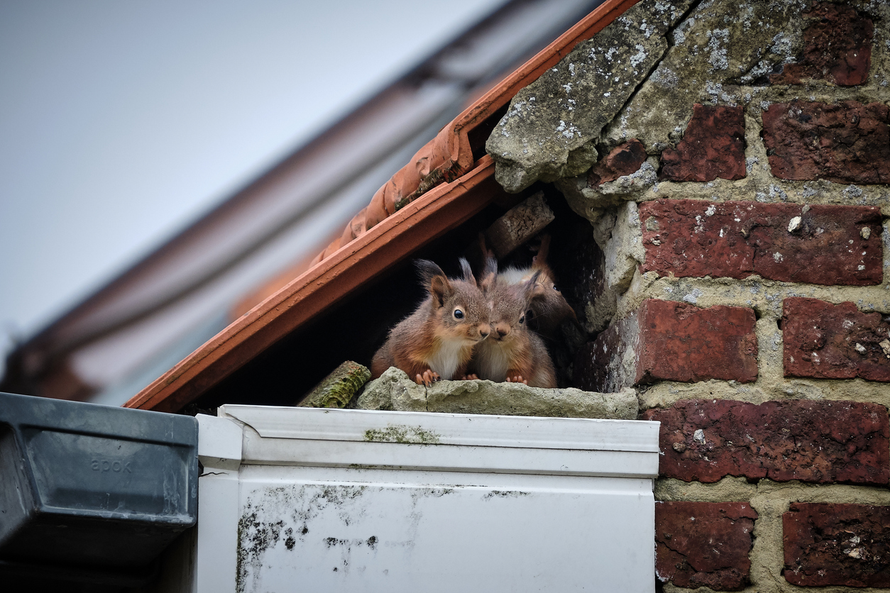 gallery_squirrels-in-gutters_1740667331.jpg